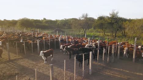 rebaño de ganado en un corral iluminado por el sol en una granja, algunos en movimiento, otros descansando, a la luz del día