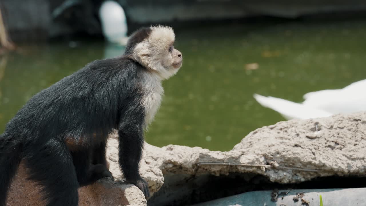 mono capuchino peludo en un agujero de roca junto al río del bosque en la costa del pacífico