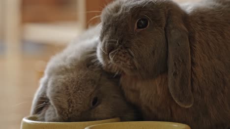 Eating-bunnies,-side-view-in-detailed-closeup,-UHD