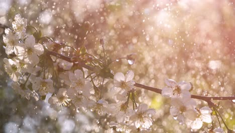 período de la flor de cerezo. las gotas de lluvia de primavera caen en una flor de cereza. filmado con una cámara súper lenta de 1000 fotogramas por segundo.