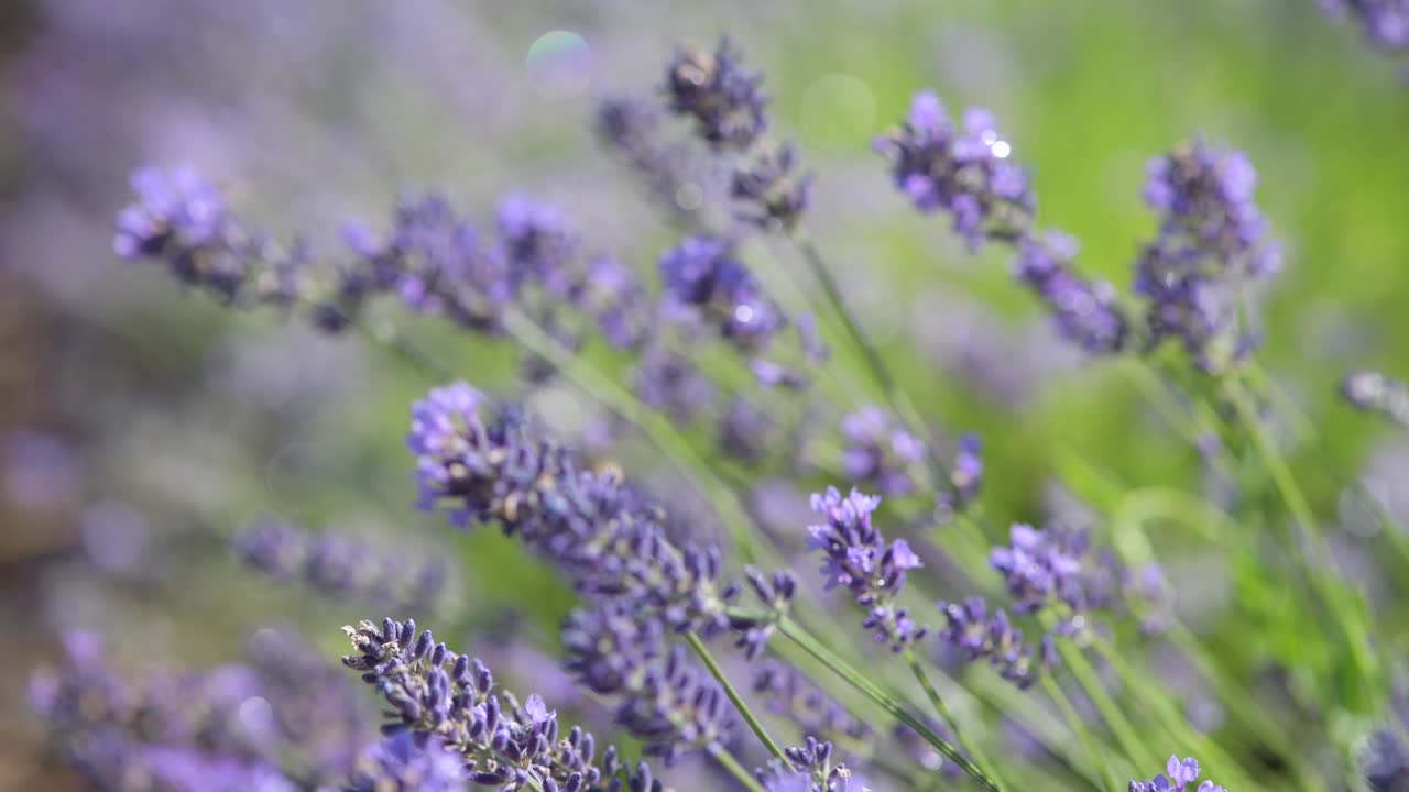 꽃이 피는 라벤더