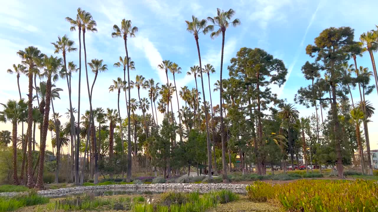 пальмовая роща в эхо-парке