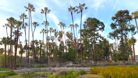 palm tree grove in echo park