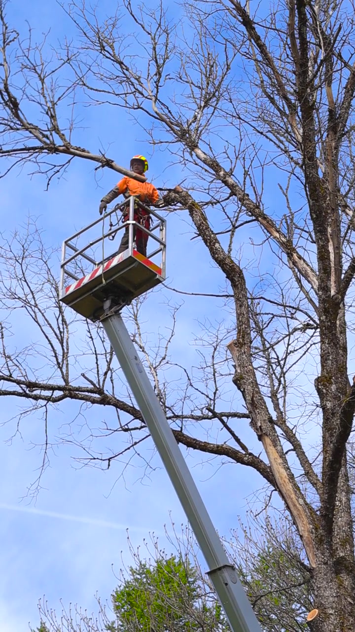 Professional arborist in a cherry picker basket using a powerful chainsaw to trim high branches from a large, leafless tree, ensuring safety and proper maintenance against a clear blue sky
