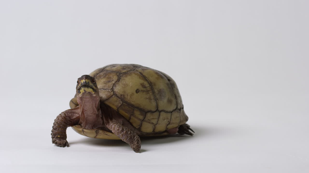 Common box turtle sticks out neck and looks around - white background - copy space screen right