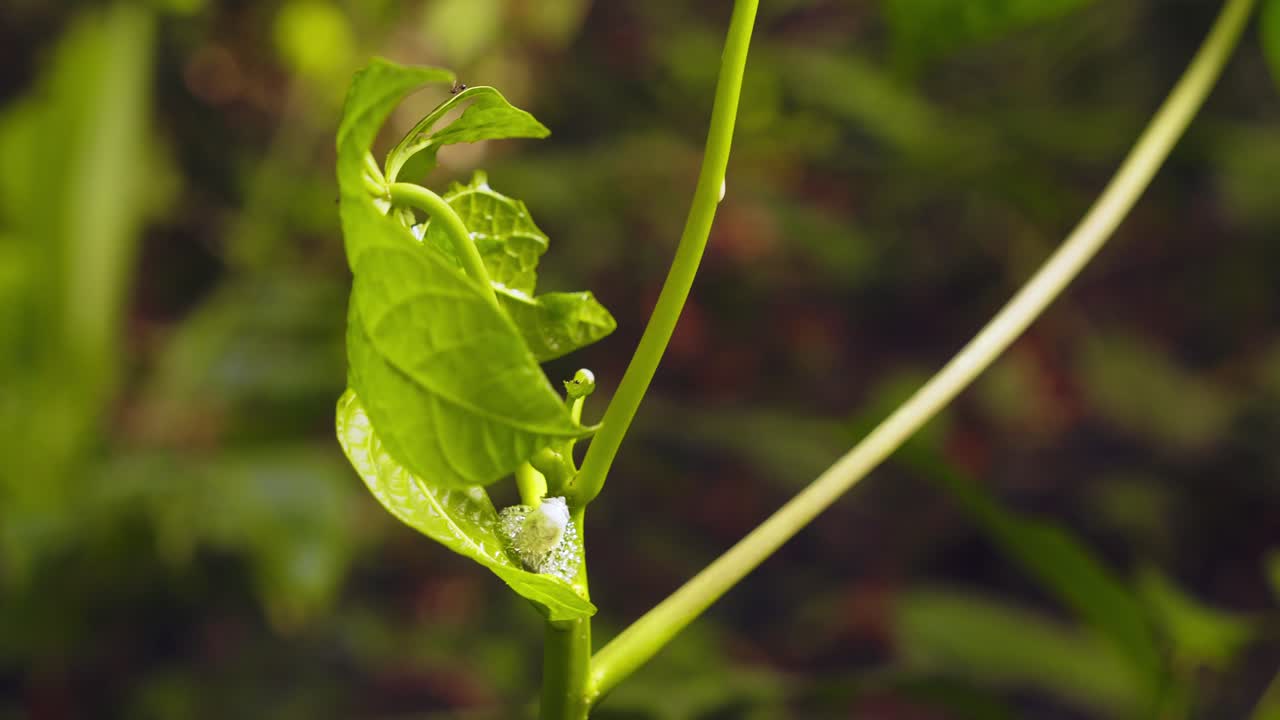 salivazo hemiptera larvas producen espuma