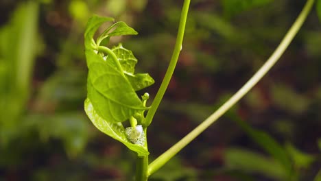 Speichelwanzen-Hemiptera-Larven-Produzieren-Schaum