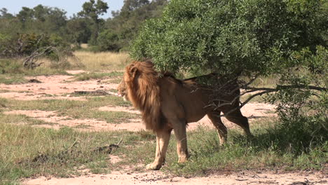 un león macho marcando su territorio frotando árboles y rociando su aroma en la naturaleza de áfrica