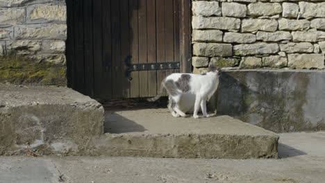 Gato-Se-Cuela-Debajo-De-La-Cerca,-Casa-Amurallada