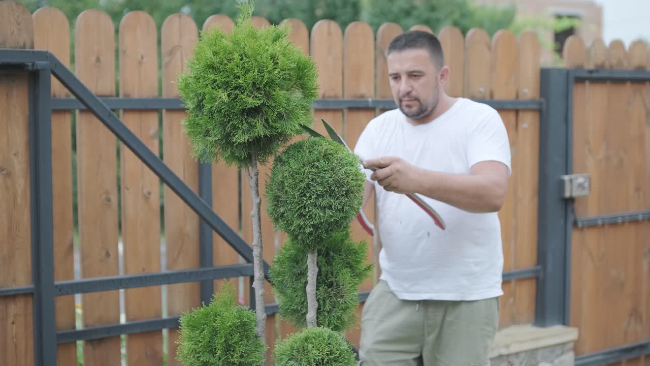 садовник обрезает декоративные кустарники ножницами на озелененном дворе, сосредотачиваясь на формировании растений и эстетике сада. деревянный забор и зеленый газон на заднем плане