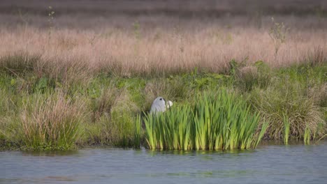 grey heron standing on river shore in reeds, grooming its plumage