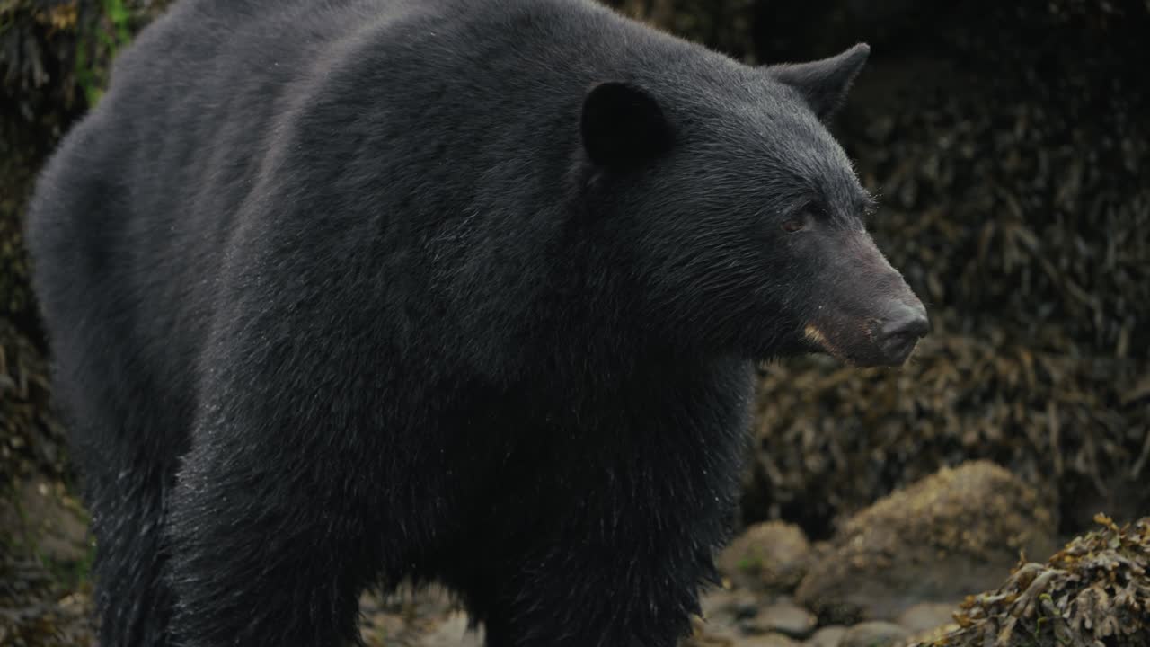 Portrait Of An Adult Black Bear Near Port Hardy, Vancouver Island, British Columbia, Canada. Close-up Shot