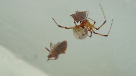 Close-up-of-a-brown-widow-spider-on-her-web-with-prey