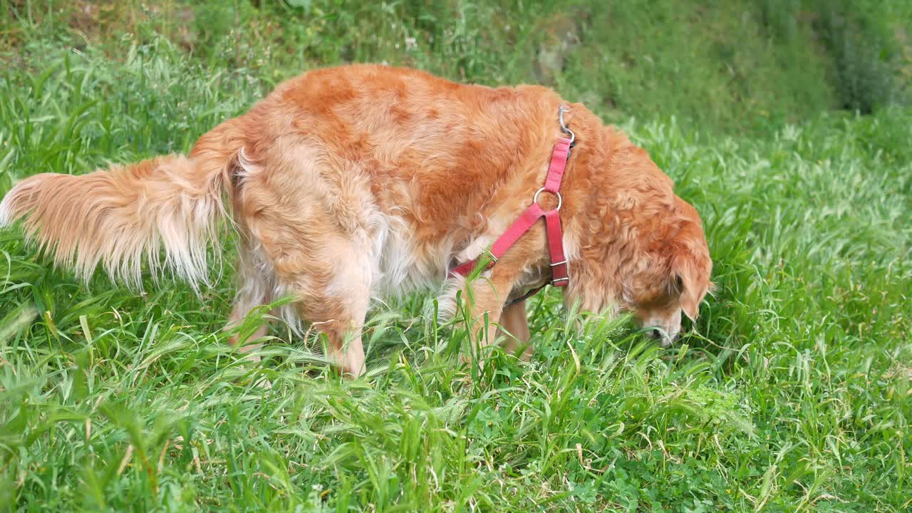 골든 리트리버 개가 풀에서 고 있다