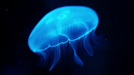 cerrar macro de medusas exóticas flotando ingrávidamente