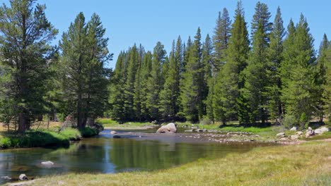 tuolumne river flowing gently through a lush forest of pine and other trees in yosemite national park