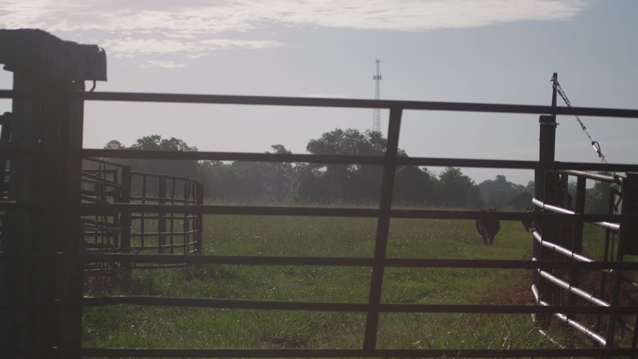 Cows in a field behind a fence