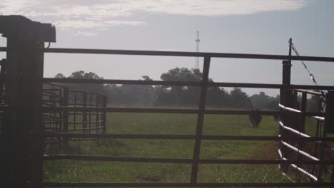 cows in a field behind a fence
