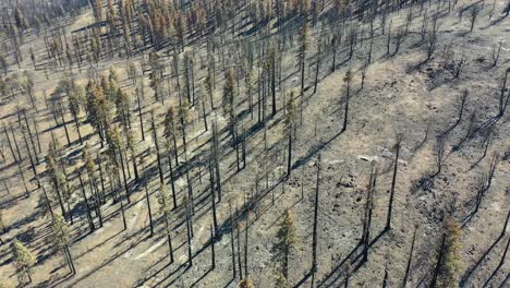 Luftaufnahme-über-Verbrannten,-Zerstörten-Waldbäumen-Und-Zerstörung-Der-Wildnis-Des-Caldor-Feuers-In-Der-Nähe-Von-Lake-Tahoe,-Kalifornien