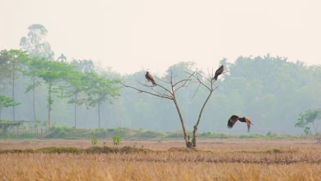 una foto ancha de dos pájaros águila encaramados en un árbol desnudo en bangladesh