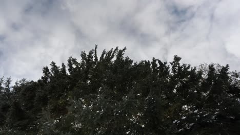 Movement-Of-Clouds-Over-A-Conifer-Tree,-Landscape-Timelapse-Scene