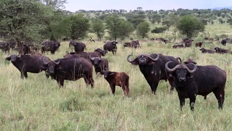 herd of buffaloes looking at camera in serengeti national park savanna, wide