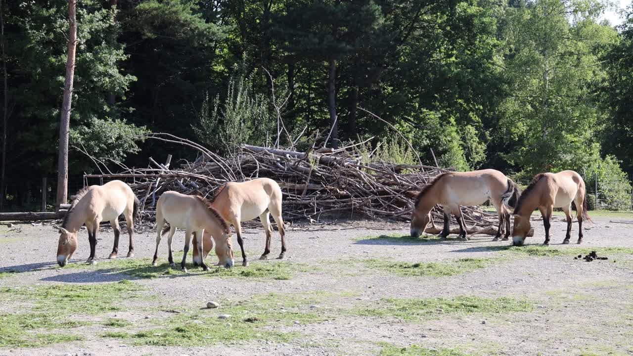 Przewalski horse herd eating grass in the field, Mongolian wild horse