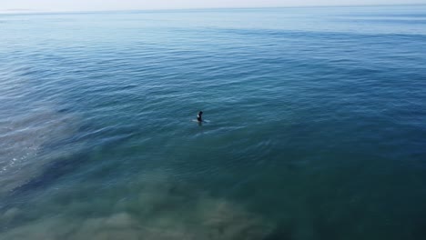 a beautiful aerial drone shot, drone tracking surfers sitting on their boards in the water preparing for a wave, carlsbad state beach - california