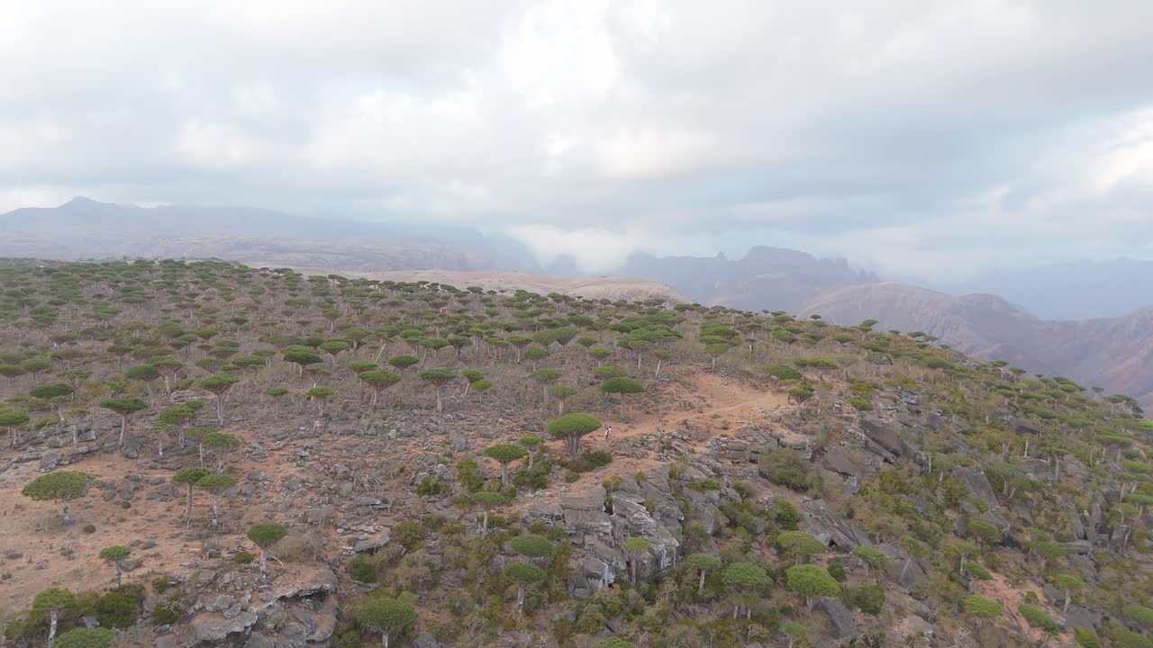 Sorvolo aereo della foresta di alberi del drago sulle montagne a Socotra, Yemen