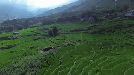 drone zoom in on rice paddies with houses nestled in the green countryside. sa pa, vietnam