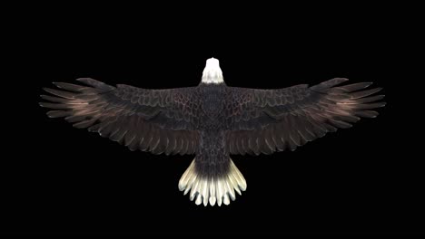 Ein-Amerikanischer-Weißkopfseeadler-Gleitet-Auf-Schwarzem-Hintergrund-Mit-Alphakanal-Am-Ende-Des-Videos,-3D-Animation,-Draufsicht,-Animierte-Tiere,-Nahtlose-Schleifenanimation