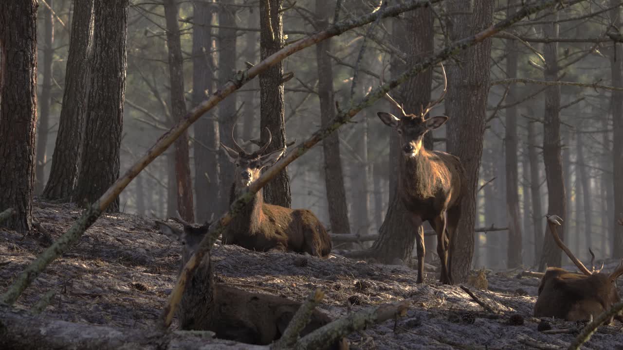 A herd of resting deer in the middle of the forest at sunrise