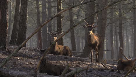 a herd of resting deer in the middle of the forest at sunrise