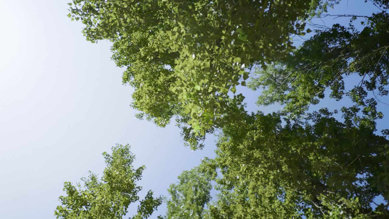 paisaje con exuberantes hojas verdes de haya en las ramas de los árboles en un bosque de primavera 4k tiro en movimiento de caminar por un bosque, mirando hacia arriba