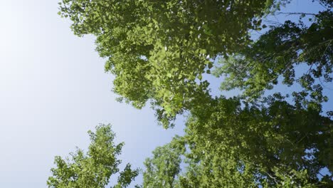 Landschaft-Mit-üppigen-Grünen-Buchenblättern-Auf-Ästen-In-Einem-Frühlingswald-4k-Bewegte-Aufnahme-Eines-Spaziergangs-Durch-Einen-Wald,-Der-Nach-Oben-Schaut