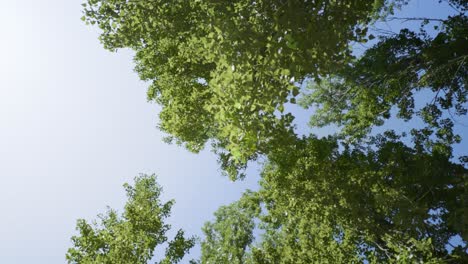 Paisaje-Con-Exuberantes-Hojas-Verdes-De-Haya-En-Las-Ramas-De-Los-árboles-En-Un-Bosque-De-Primavera-4k-Tiro-En-Movimiento-De-Caminar-Por-Un-Bosque,-Mirando-Hacia-Arriba