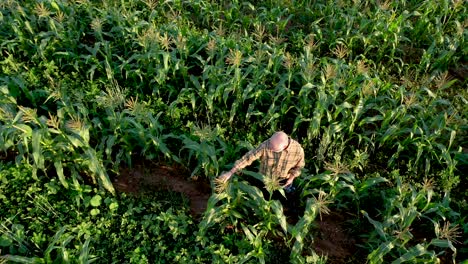 toma aérea de un agricultor que inspecciona los cultivos de maíz al atardecer usando una tableta
