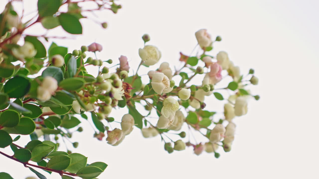 Nærbilde av delikate blomster og knopper på en plantegren
