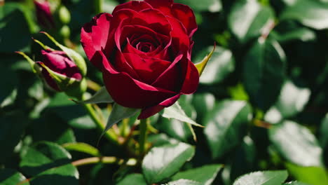 close-up of a beautiful red rose in bloom
