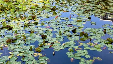 Sparse-water-lilies-on-pond-in-Queens-Gardens,-Perth,-Western-Australia