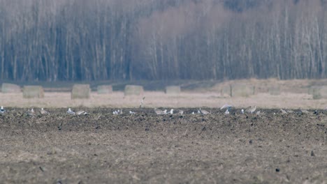 A-flock-of-different-waders-in-field-curlews,-gulls,-lapwings-wide-distant-shot