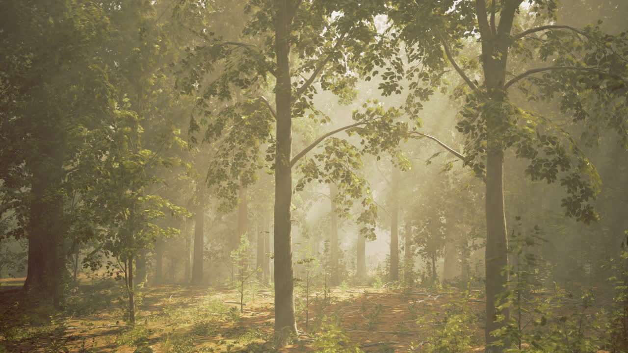부드러운 아침 빛이 조용한 숲의 나무를 통해 필터링