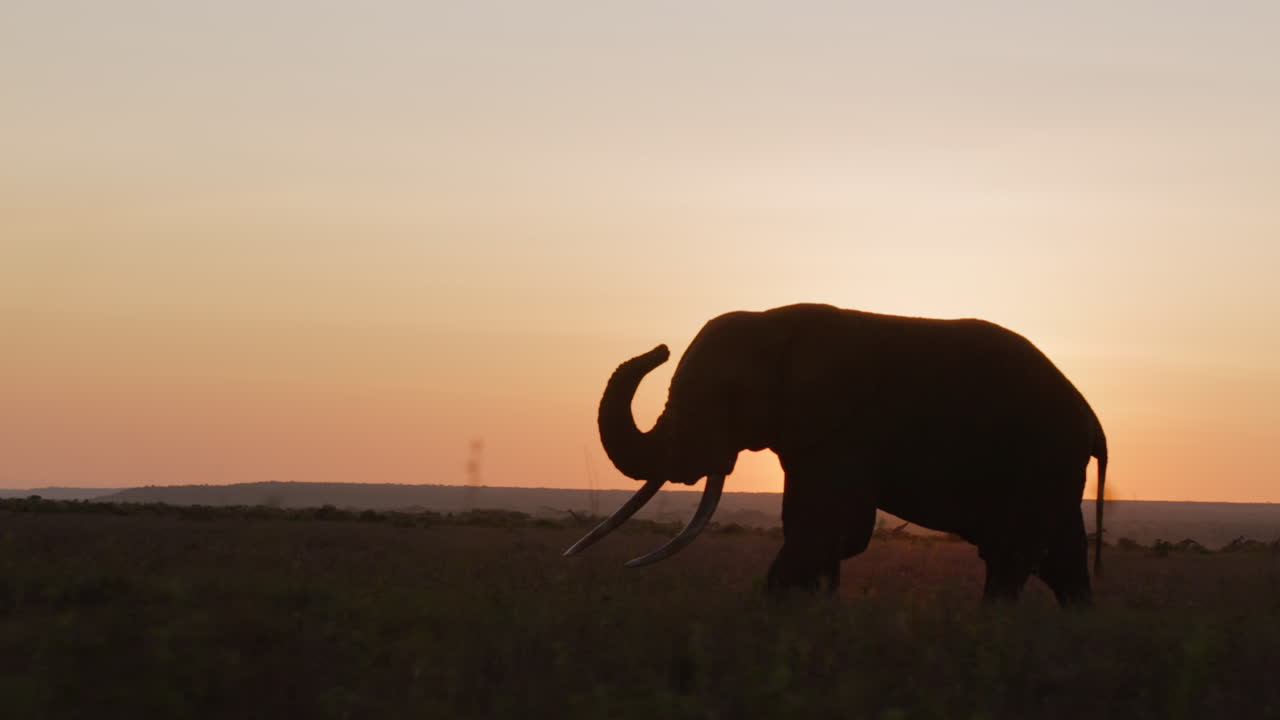 Bredt sporgimbal-skud af silhuet af afrikansk bush-elefant.