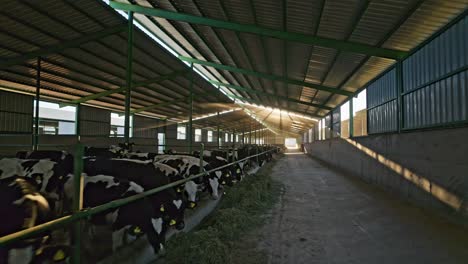 a modern dairy barn with a long row of cows feeding on fresh hay. sunlight pours through the gaps in the roof, illuminating the spacious structure.
