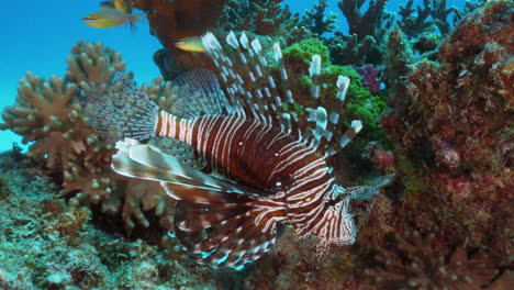 a magnificent lionfish gently sways with ocean currents in front of a healthy and colorful coral reef formation