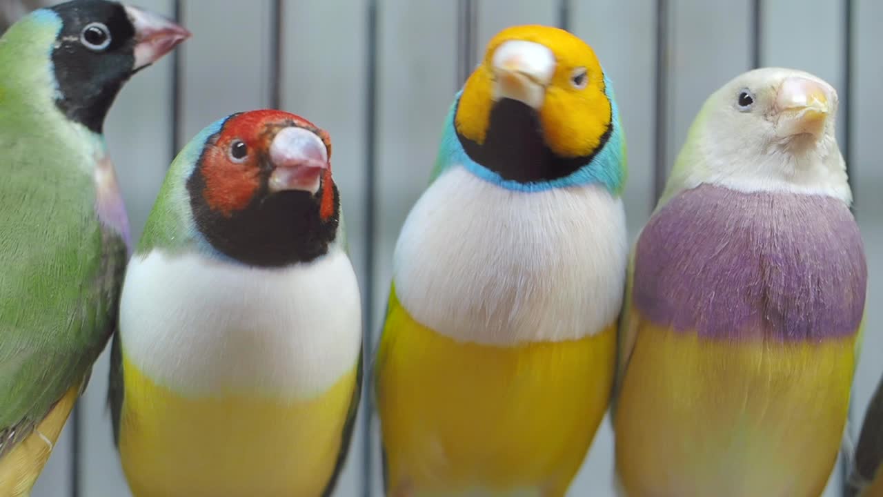 Colorful Gouldian Finches