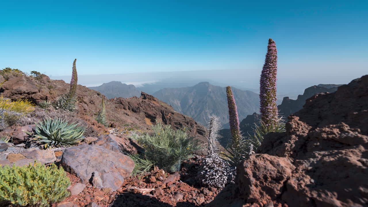 A stunning mountain view at Roque de los Muchachos with unique plants in focus