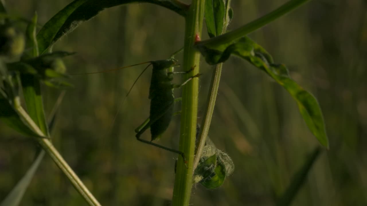 Cavalletta Verde su Stelo di Pianta