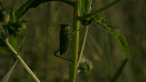 saltamontes verdes en el tallo de la planta