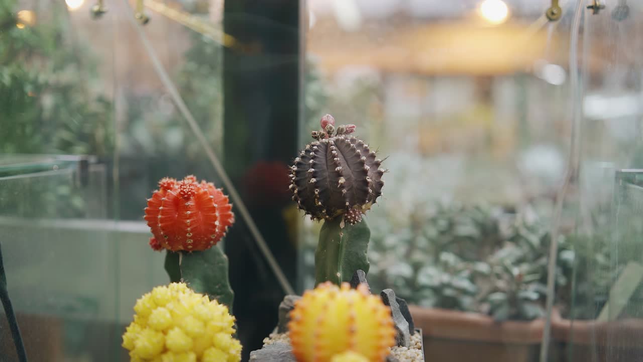 식물원에서 온실에서 시원한 다채로운 티. 카메라는 부드러운 움직임으로 에서